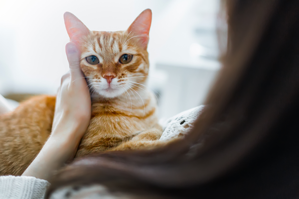 image for How to Tell If Your Cat Is in Pain – and Why It Matters More Than You Think