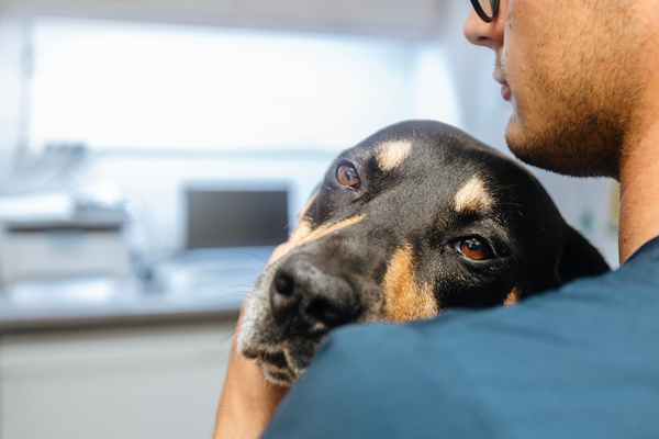 image for Recognizing Chronic Pain in Pets: Why Tools Matter